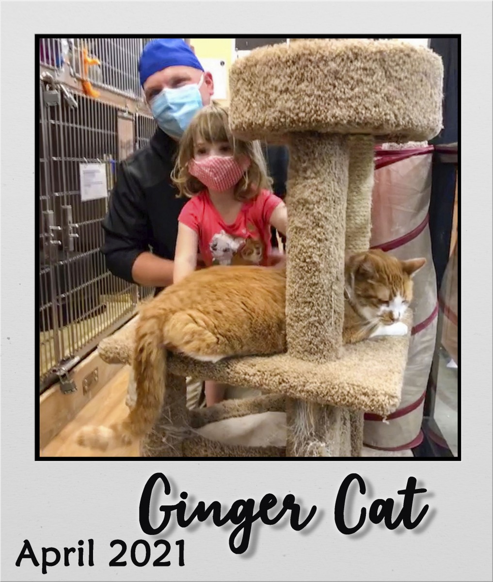 Adopt-Apr-2021-Ginger-Cat