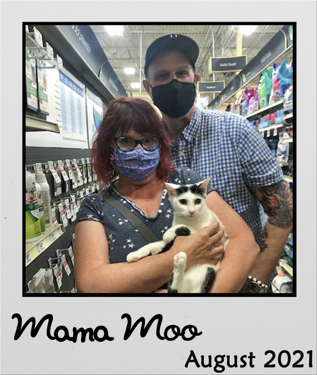 Adopt-Aug-2021-Mama-Moo