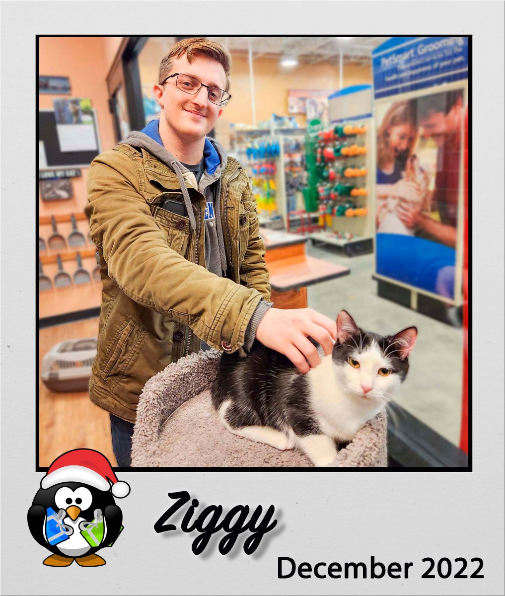 Adopt-Dec2022-Ziggy