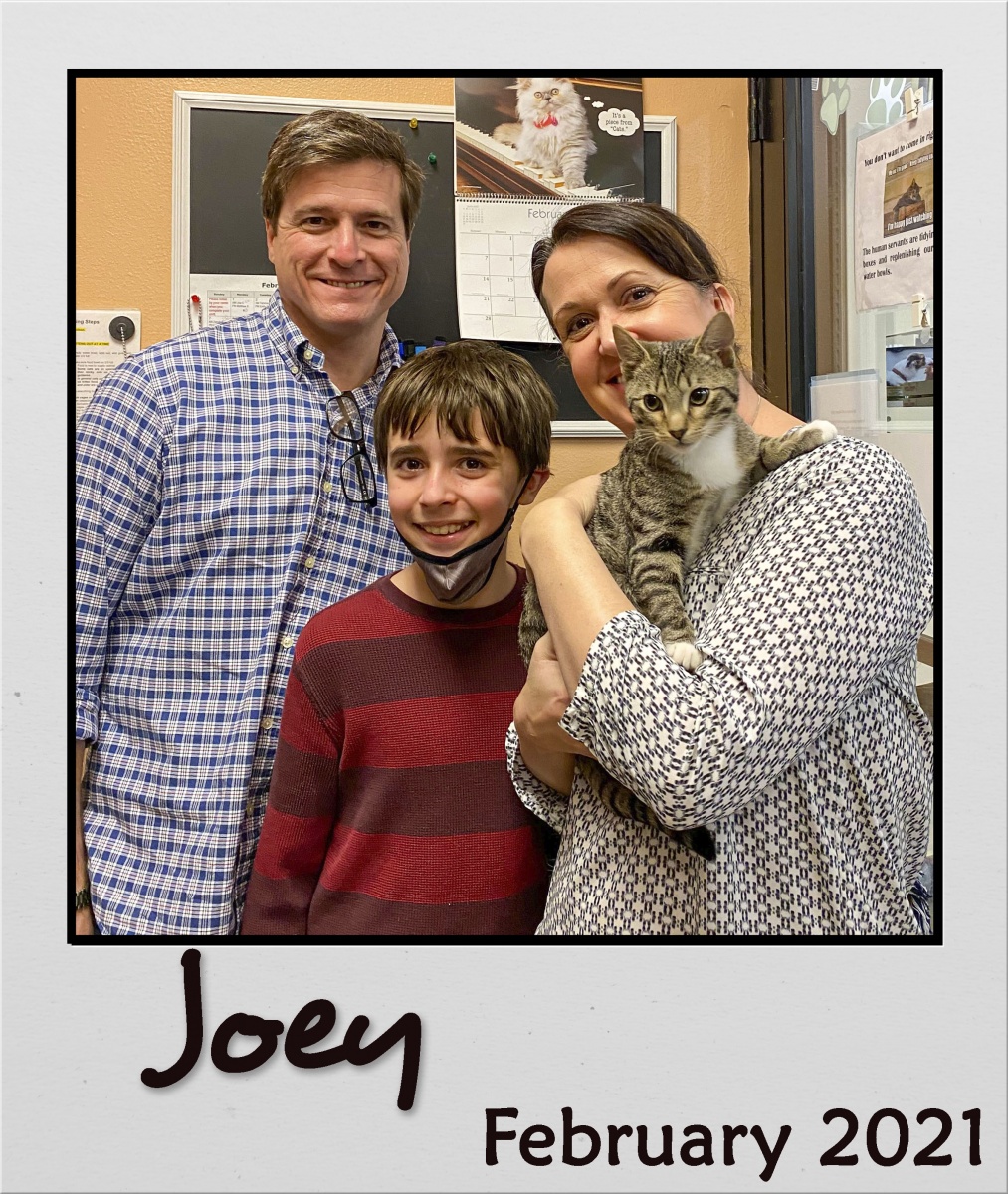 Adopt-Feb-2021-Joey