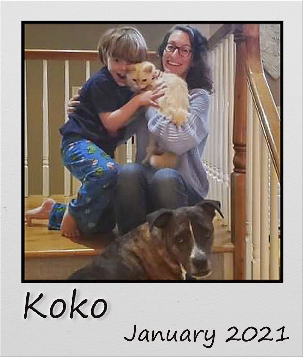 Adopt-Jan2021-Koko