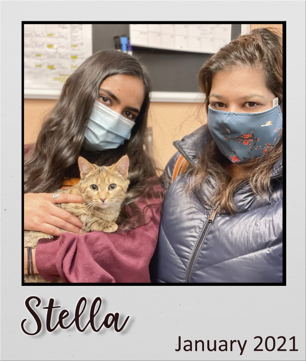 Adopt-Jan2021-Stella