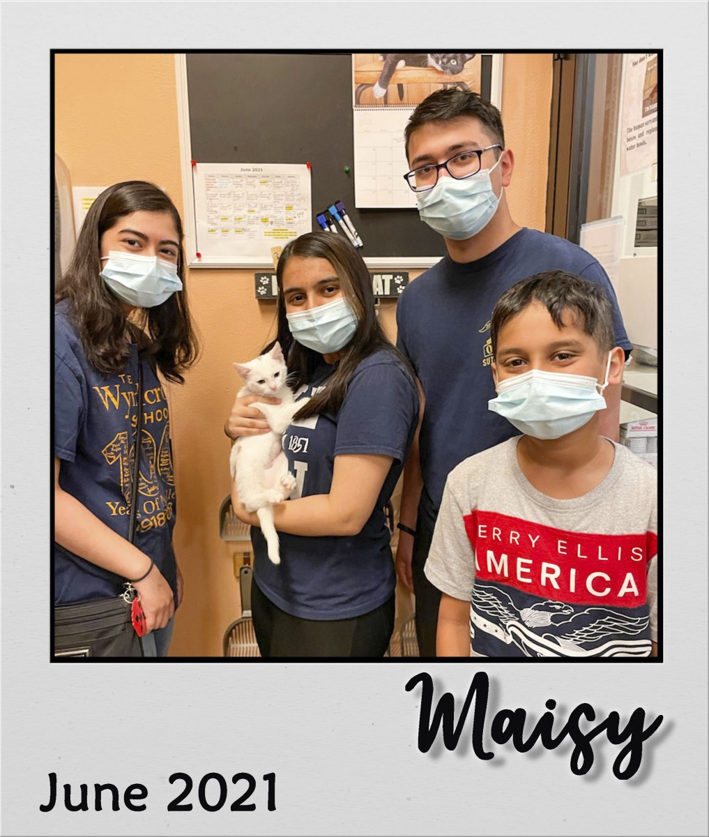 Adopt-June-2021-Maisy