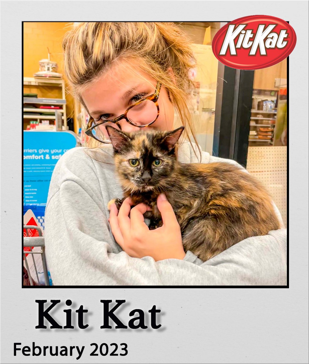 Adopt-Kit-Kat-Feb2023