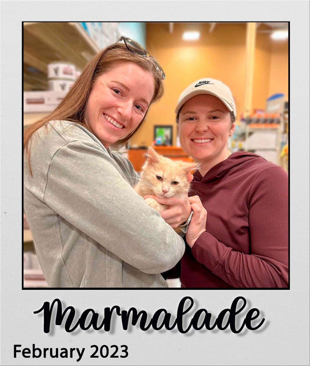 Adopt-Marmalade-Feb2023