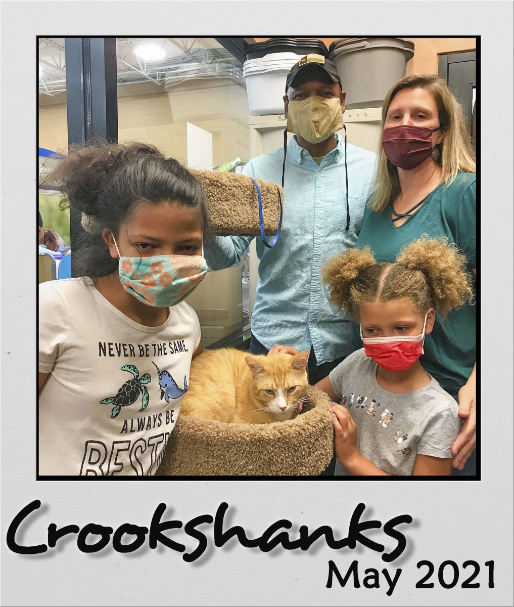 Adopt-May-2021-Crookshanks