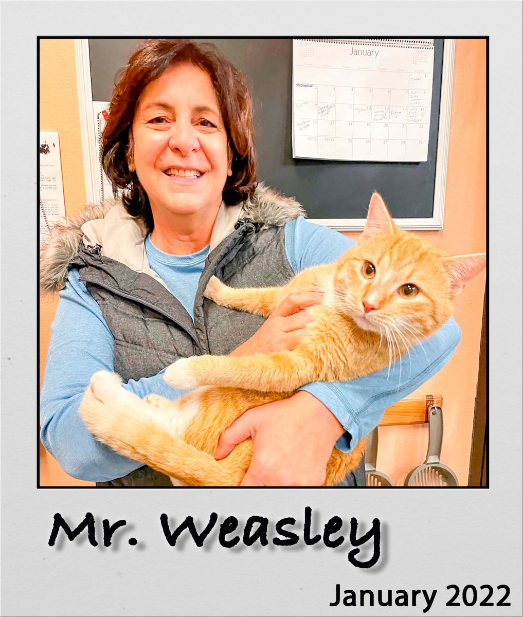 Adopt-Mr-Weasley-Jan2022