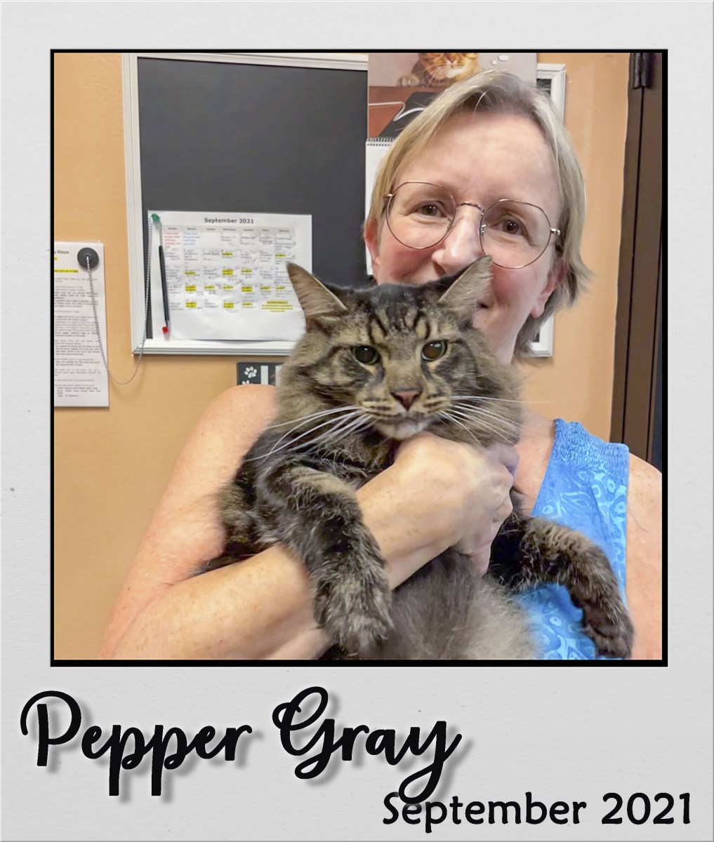 Adopt-Sep-2021-Pepper-Gray