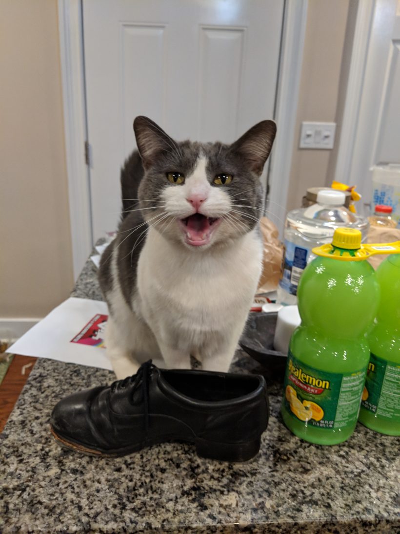1cat Template