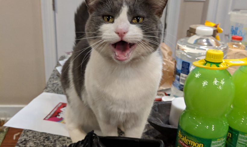 1cat Template
