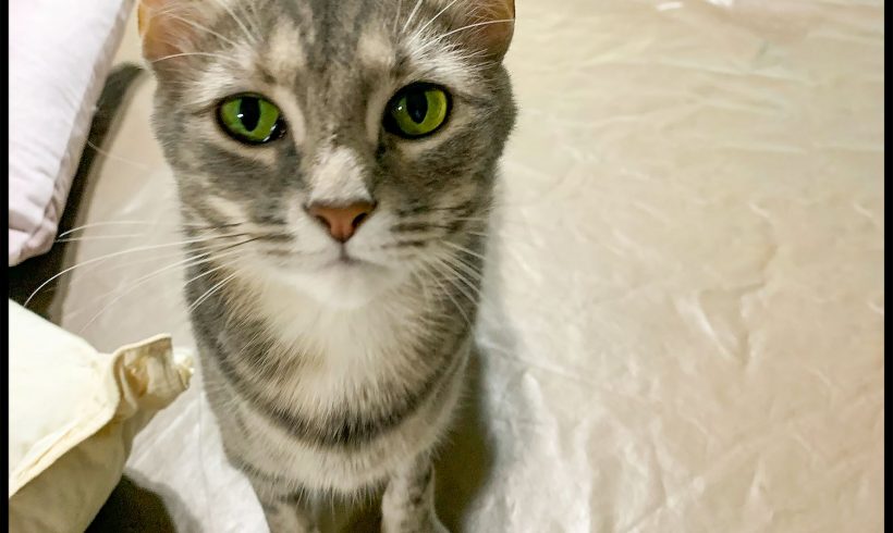 LuLu