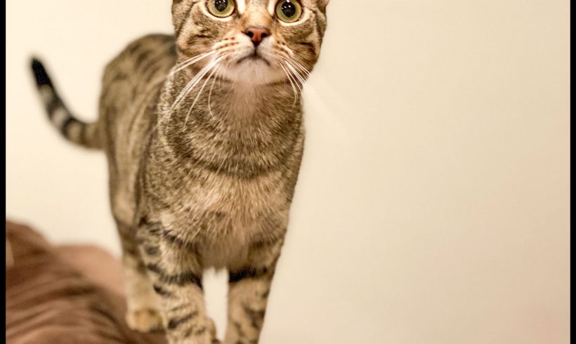 Pimienta
