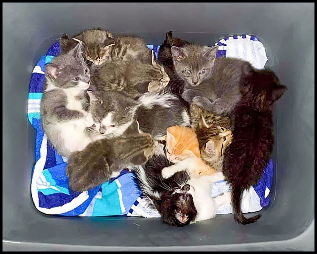 Home - All About Cats Rescue & Adoption - Roswell, GA