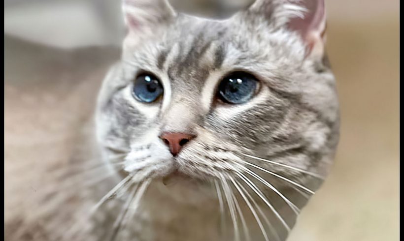 Gracie