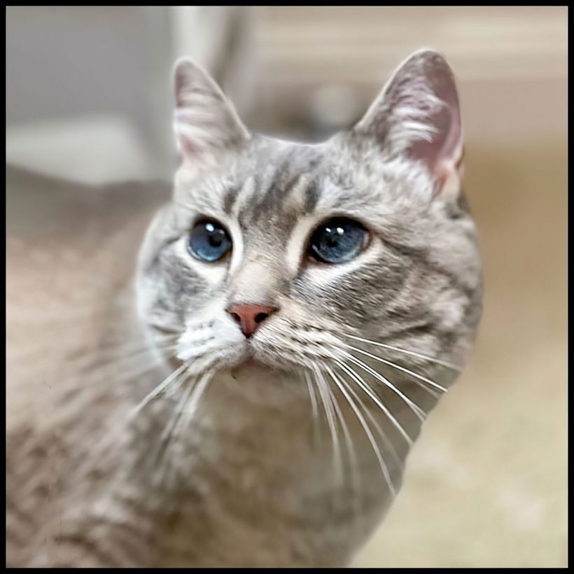 Gracie