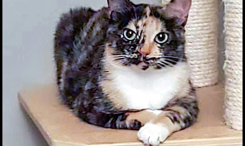 Tawny