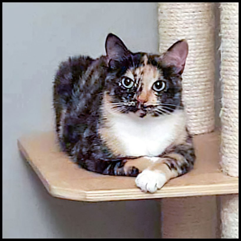 Tawny