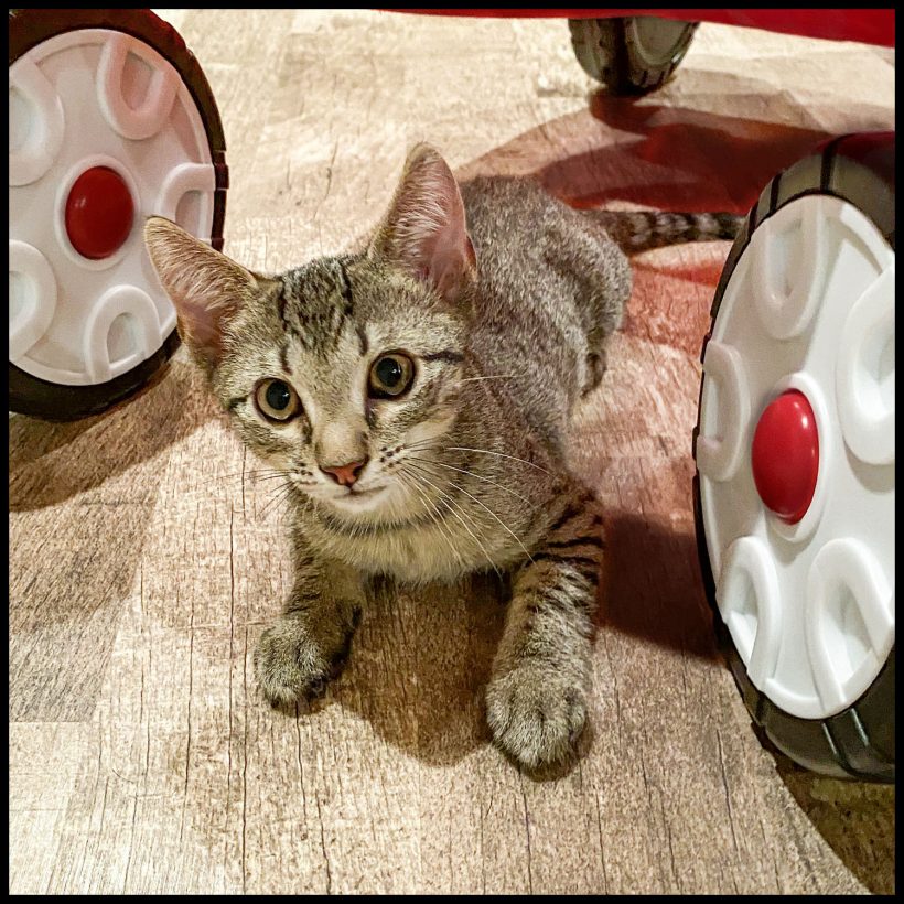 Toyo