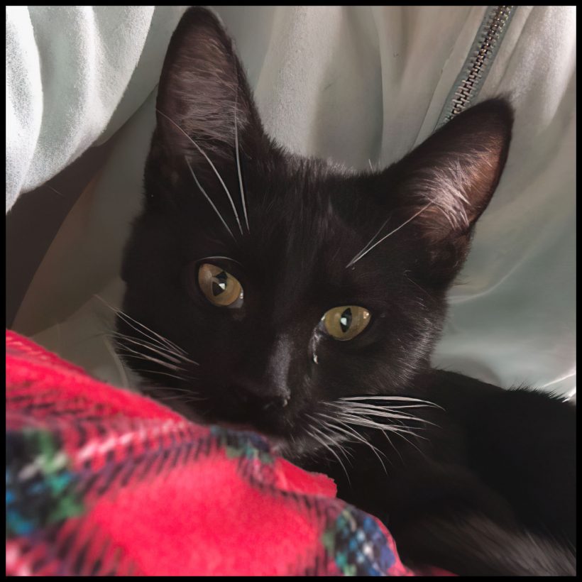 Georgie