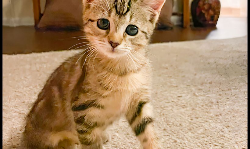 Lilly