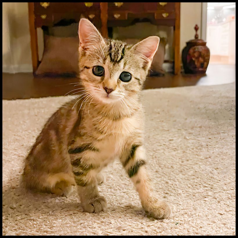 Lilly