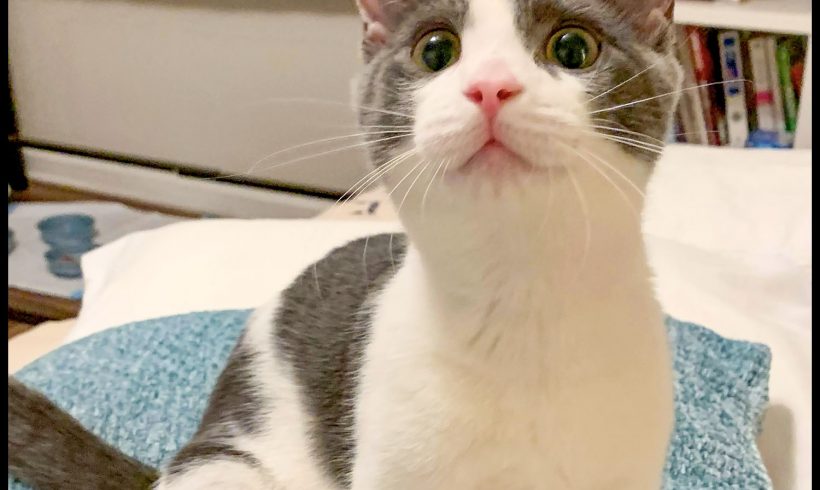 Oliver