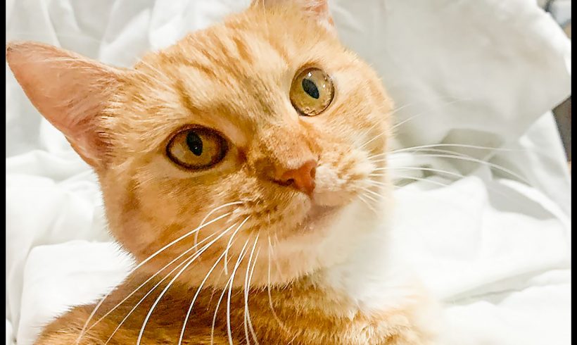 Ginger