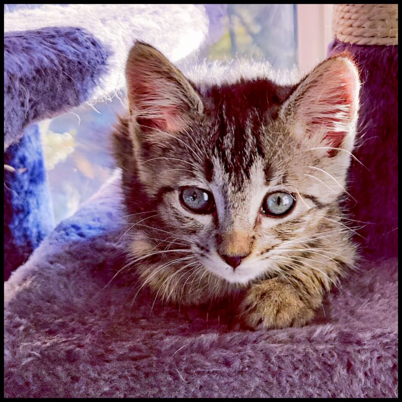 Endora