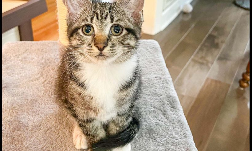 Indy