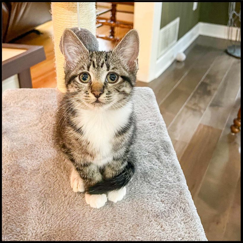 Indy