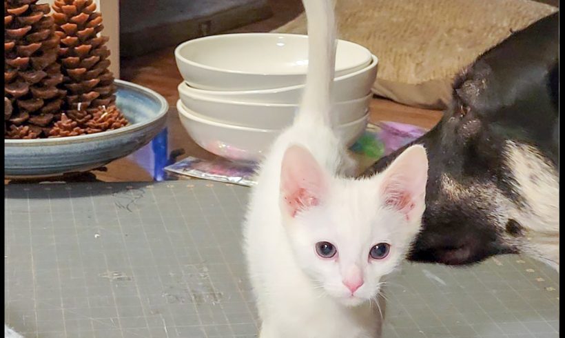 Mouse