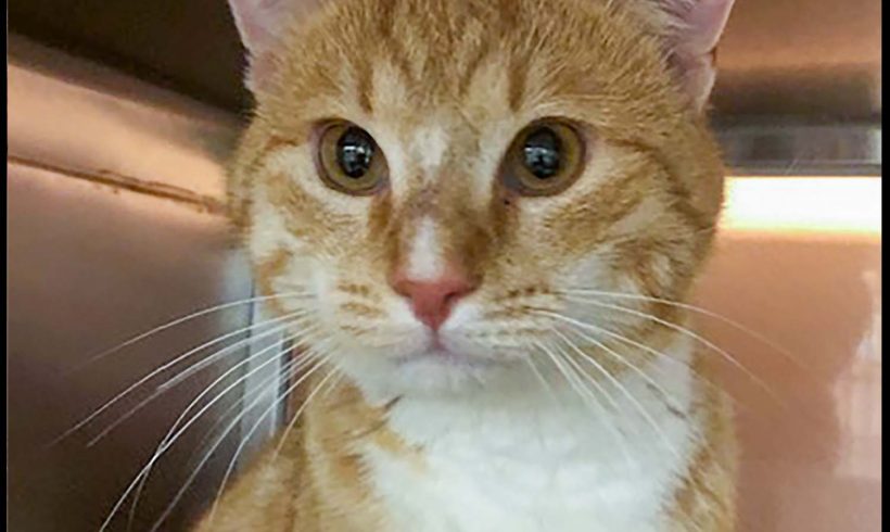 Mr. Weasley