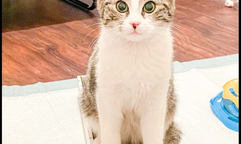 Frankie