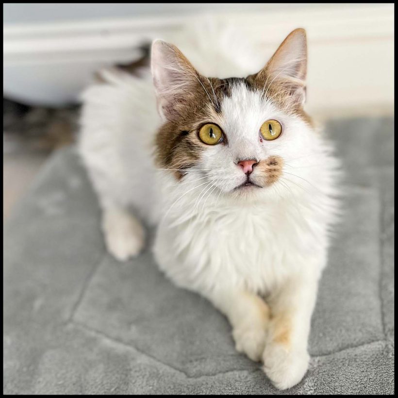 Merlin