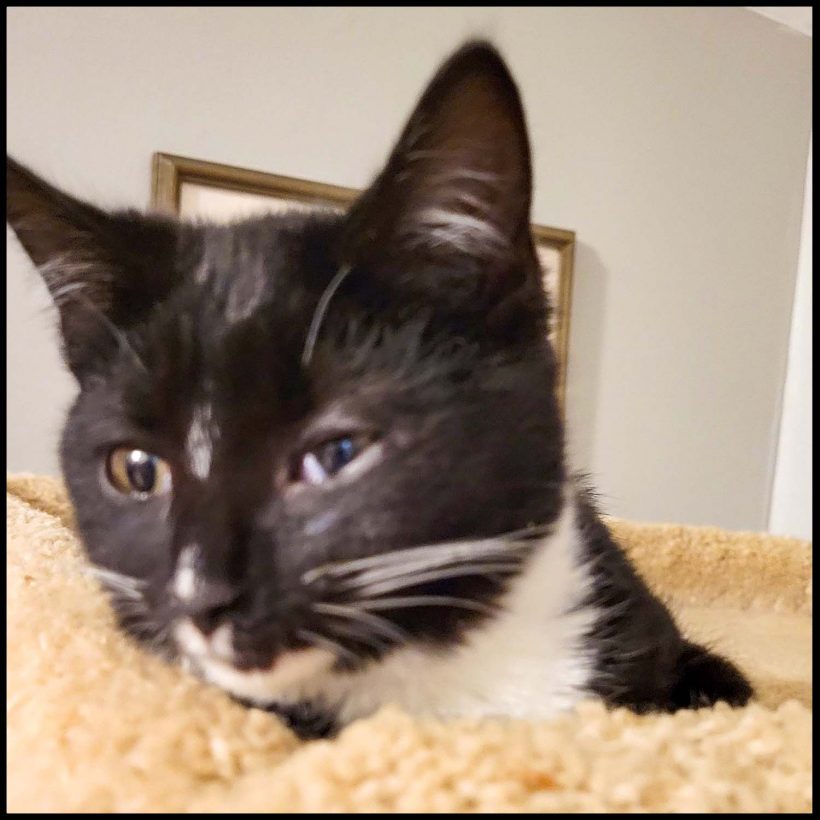 Nova