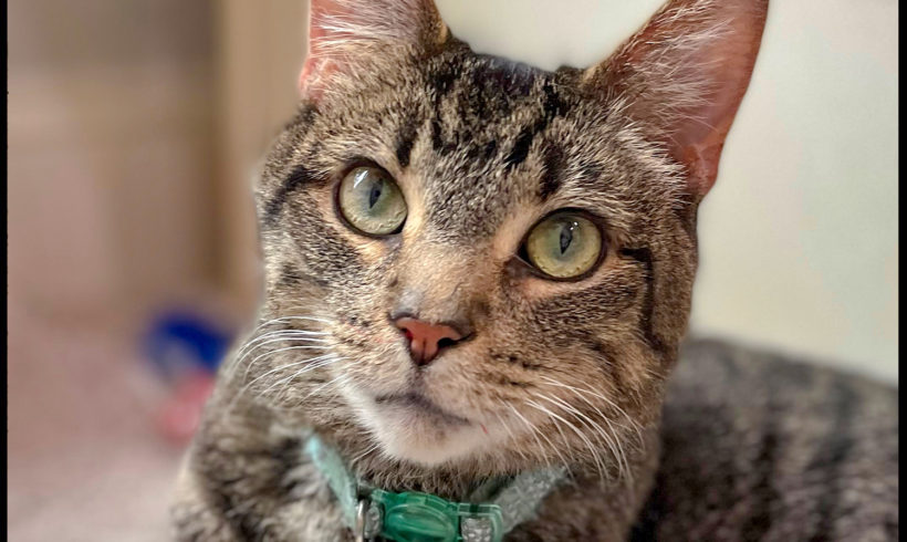 Yoda