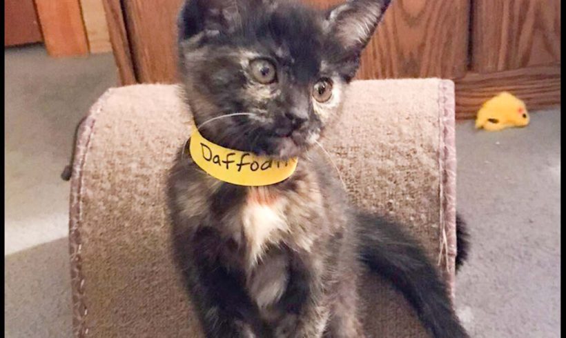 Daffodil