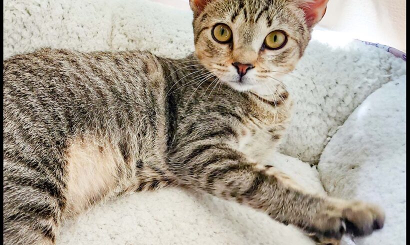 Barbara
