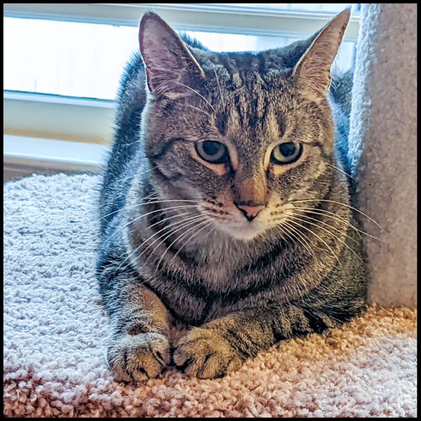 Jitterbug