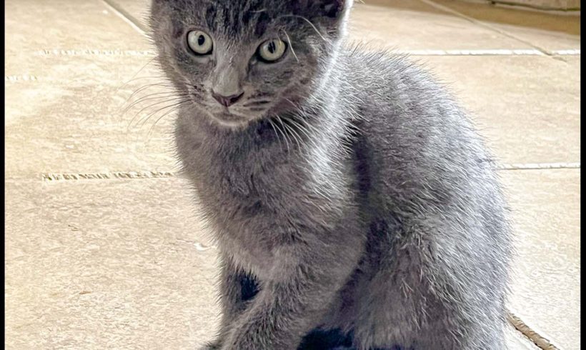 Tabitha