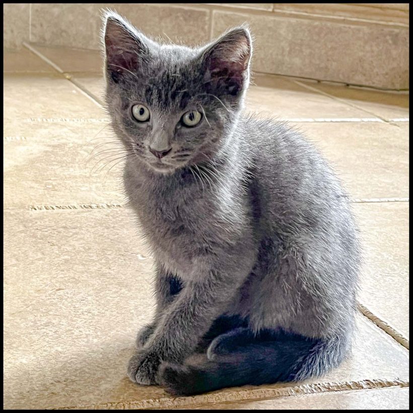 Tabitha