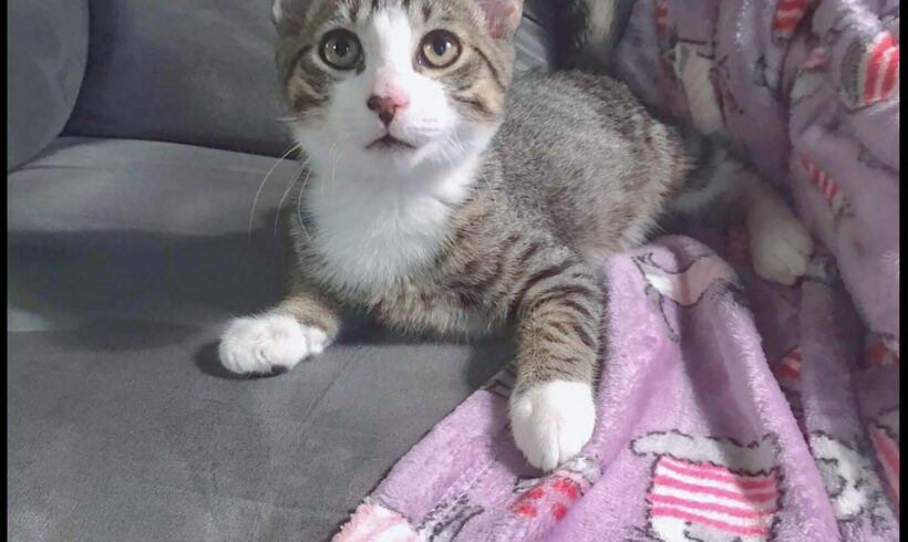 Astro