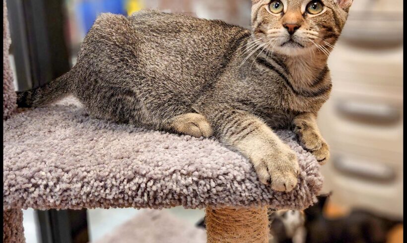 Cato