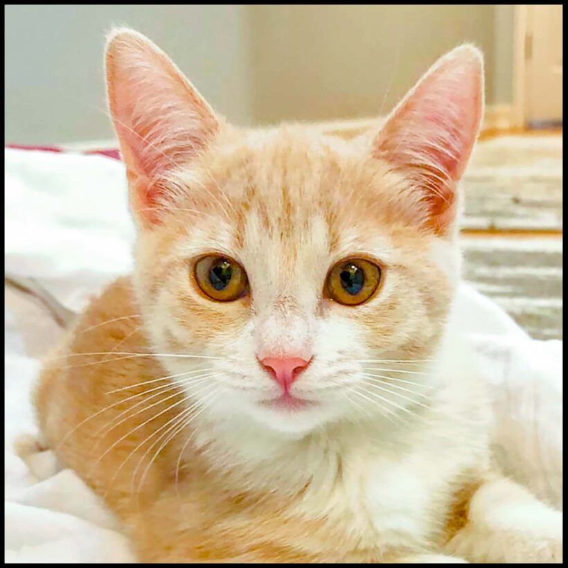 Charlie
