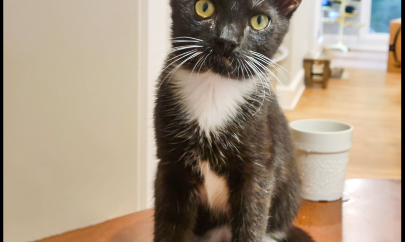 Little Tux