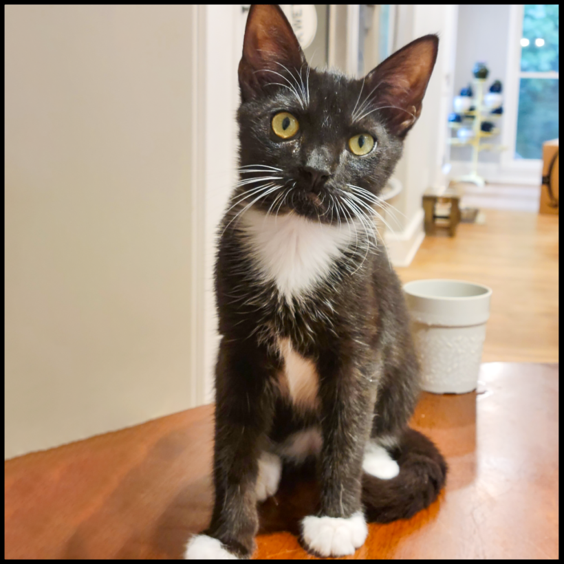 Little Tux