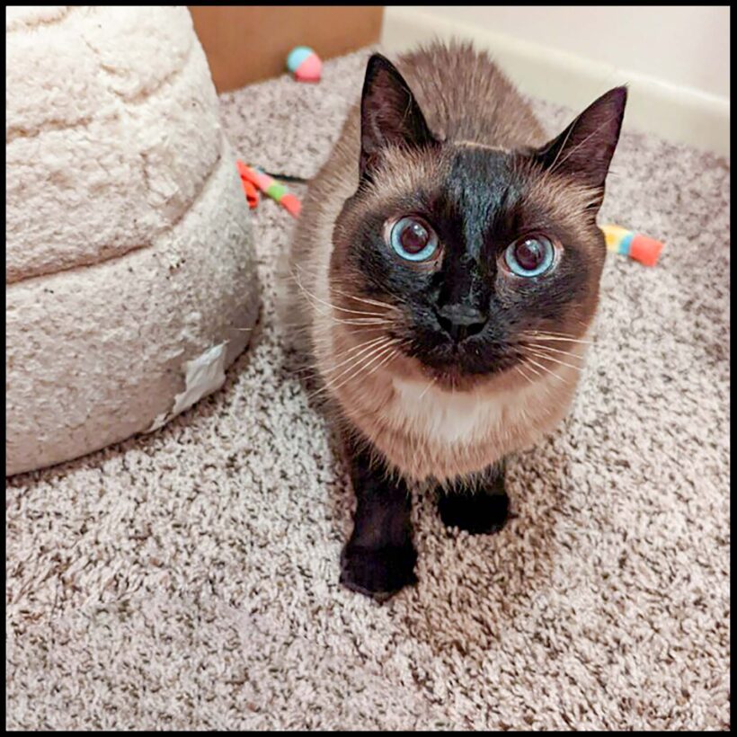 Skippy
