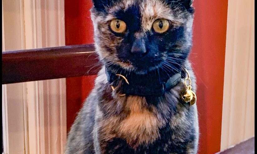 Lady Jane Tottie