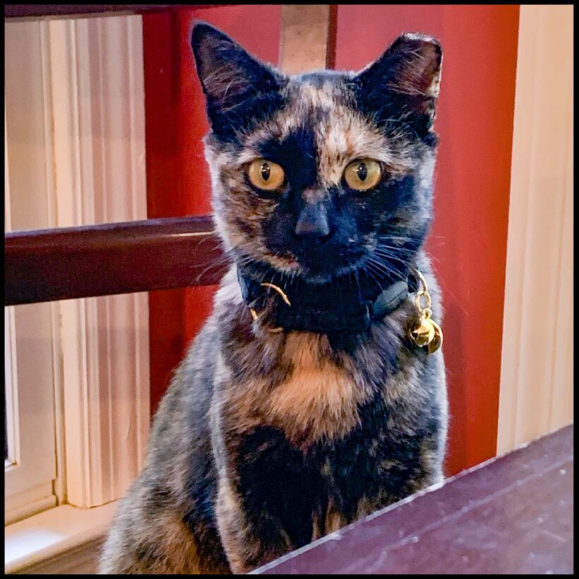 Lady Jane Tottie