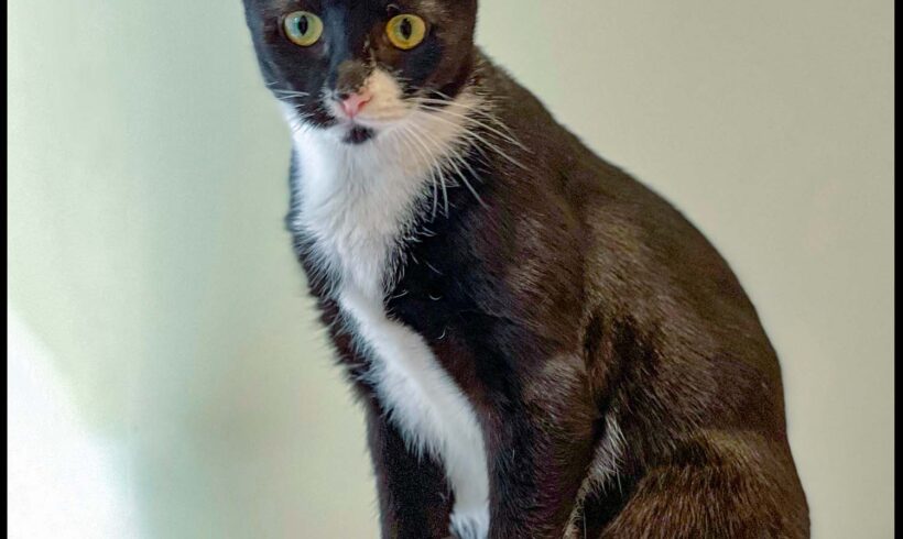 Mittens
